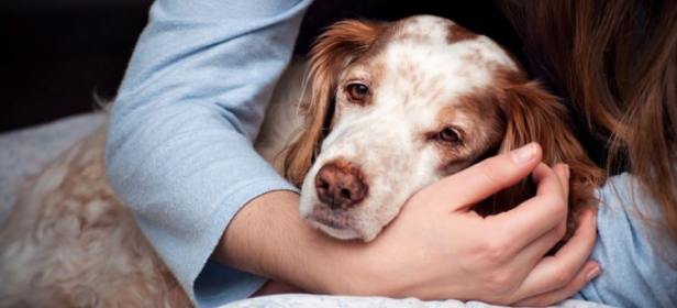 Recognizing and Addressing Signs of Pain in&nbsp;Pets