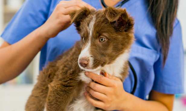 Understanding and Treating Common Parasites in&nbsp;Pets