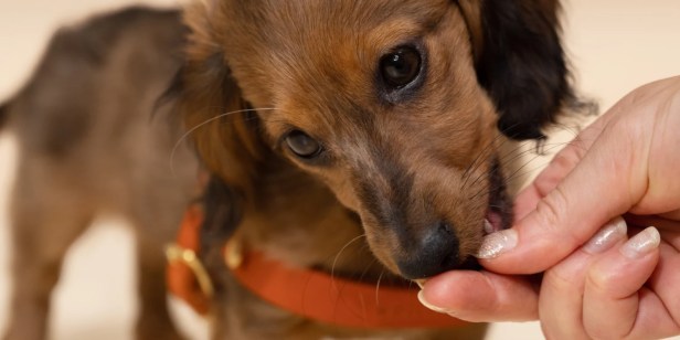 What are the best dog treats for weight loss?  And does it&nbsp;matter?