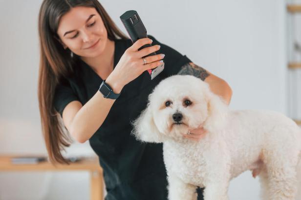 What to Ask a Dog Groomer Before Booking an&nbsp;Appointment