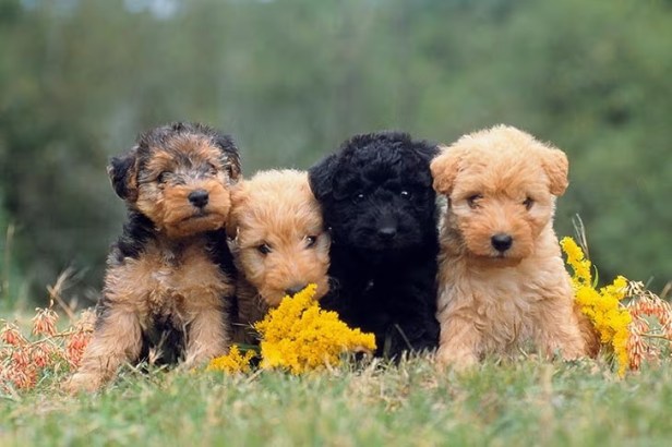 How to Avoid Puppy Scams When Searching for Toy Poodle Puppies for&nbsp;Sale